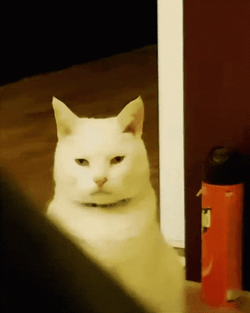 Angry Cat Youll Shoot Your Eye Out GIF