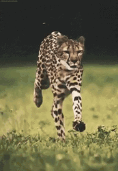 Angry Cheetah Running  GIF