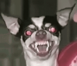 Angry Chihuahua Dog