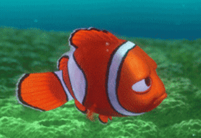 Angry Clown Fish Swimming In Ocean GIF