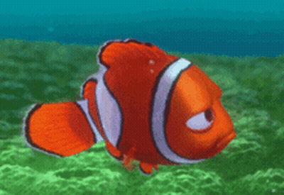 Angry Clown Fish Swimming In Ocean GIF