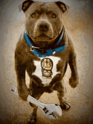 Angry Dog American Bulldog Holding Wrench