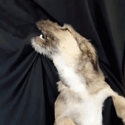 Angry Dog Biting Blanket Look Loop