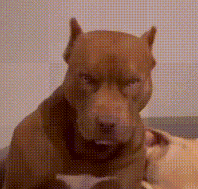 Angry Dog Close Up GIF