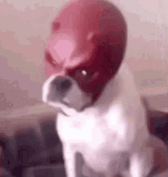 Angry Dog Dare Devil Mask On