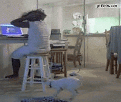 Angry Dog Dragging Owner's Hair GIF