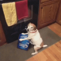 Angry Dog Holding Bud Light Box GIF
