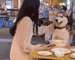 Angry Dog Husky Flips Food Off Table Funny