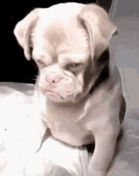Angry Dog Puppy Sad Mad Annoyed