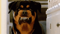 Angry Dog Saliva Grrr Rottweiler