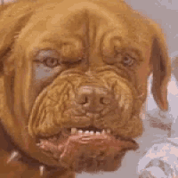 Angry Dog Squeezed Up Face Ugly Face GIF