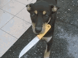Angry Dogs With Knives Pictures