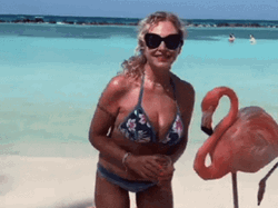 Angry Flamingo GIF