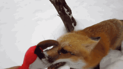 Angry Fox Biting Stuffed Toy GIF