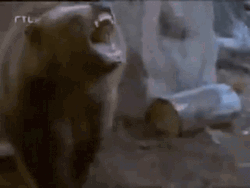 Angry Grizzly Bear Wild Growl GIF