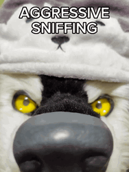 Angry Husky Aggressive Shaking Sniffing GIF