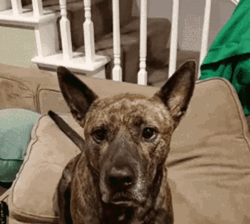 Angry Koivu Dog Barking GIF