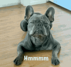Angry Looking Black Bulldog Hmmmm GIF