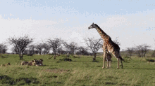Angry Mother Giraffe