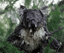 Angry Old Koala