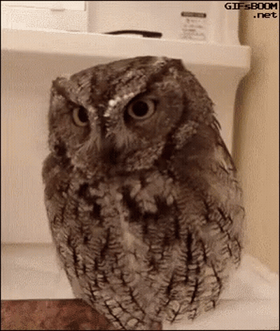 Angry Owl Sitting On Shelf Looking At Camera GIF