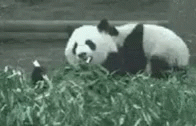 Angry Panda Let Me Eat Reaction GIF