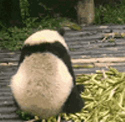 Angry Panda Scattering Bamboos GIF