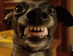 Angry Puppy Teeth GIF