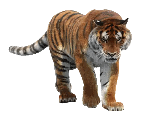 Angry Tiger Walking Sticker