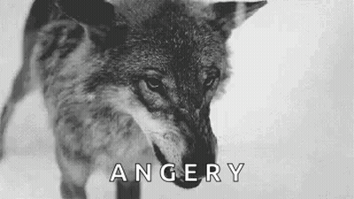 Angry Wolf In Black And White GIF