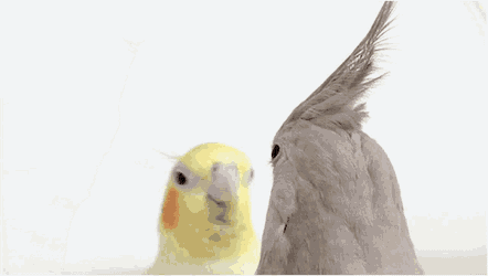 Angrytiel Cockatiel GIF
