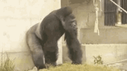 Animal Gorilla Pounding Chest