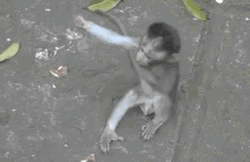 Animal Hug Baby Monkeys