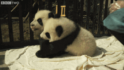 Animal Hug Baby Panda