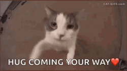 Animal Hug Cat Coming Your Way GIF 