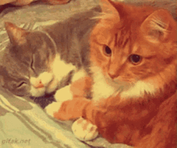 Animal Hug Couple Cats Love Cuddling