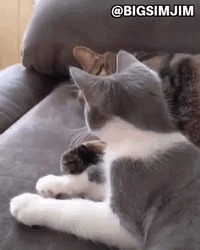 Animal Hug Cute Cats Cuddling