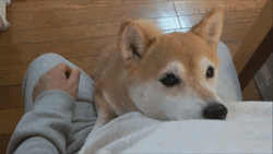 Animal Hug Cute Dog Cuddle