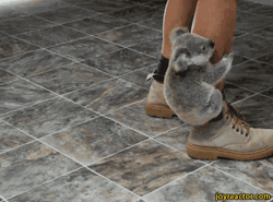 Animal Hug Koala In Person's Legs