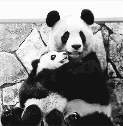Animal Hug Mom Baby Panda