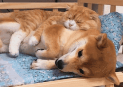 Animal Hug Shiba Inu Cat Dog Sleeping