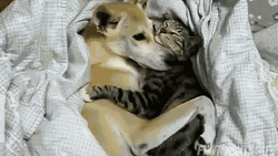Animal Hug Spooning Cat Dog
