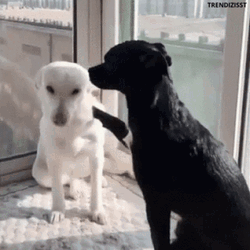 Animal Hug Sweet Black And White Dog