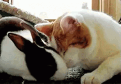 Animal Hug Sweet Cute Cat Rabbit Cuddle