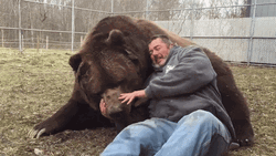 Animal Hug Sweet Human Bear