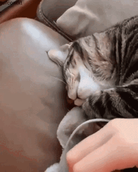 Animal Hug Tired Cat Cuddle Hand