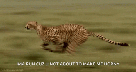 Animal On Earth Cheetah Running Fast  GIF