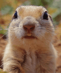 Animal Rodent Prairie Dog GIF