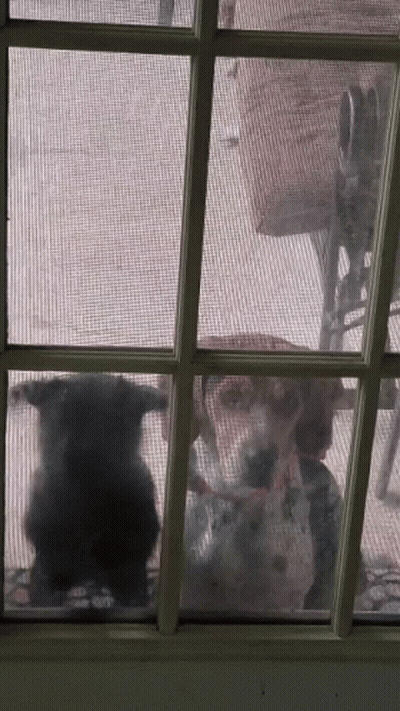Animals Looking Out Screen Door GIF