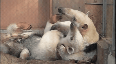 Animals Stacked On Rock GIF